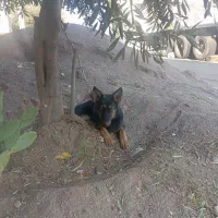 واگذاری سگ ژرمن ماده