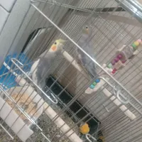 عروس هلندی|پرنده|شیراز, نصرآباد|دیوار