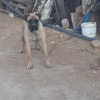 واگذاری  سگ باکسیر