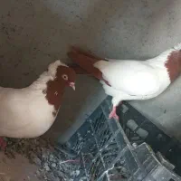 کبوتر پرستویی باغ وحش