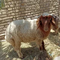 باوی بره