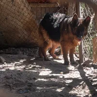 واگذاری سگ ژرمن شپرد