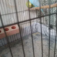 مرغ عشق|پرنده|شیراز, جرسقان|دیوار