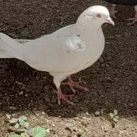 یه دونه ماده کفتر  و چنتا لونه طوطی سانان بزرگ