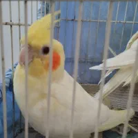 عروس هلندی