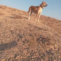 فروش ماده خراسانی|سگ|تربت جام, شیخ احمد جامی|دیوار