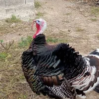 بوقلمون نر نژاد انگلیس|حیوانات مزرعه|اصلاندوز, |دیوار