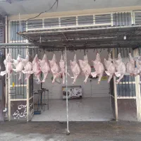 بوقلمون زنده وگوشت بوقلمون|حیوانات مزرعه|شباب, |دیوار