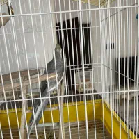 عروس هلندی|پرنده|قدس, شهرقدس|دیوار