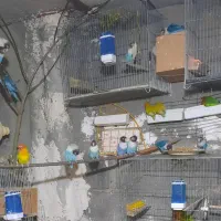 جفت های مولد طوطی برزیلی (کوتوله)