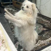 نژاد پام اسپیتز|سگ|یزد, |دیوار