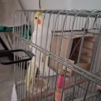 عروس هلندی نر|پرنده|تهران, دستغیب|دیوار