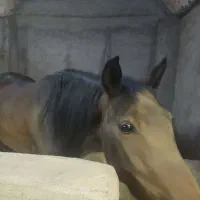 مادیان کهر سه ساله
