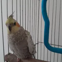 دو عدد عروس هلندی|پرنده|پاکدشت, پاکدشت (مامازند)|دیوار