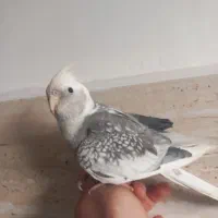 عروس هلندی|پرنده|رشت, سلیمانداراب|دیوار