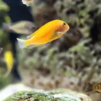 ماهی تروفئوس|ماهی|مشهد, میعاد (شهرک غرب)|دیوار