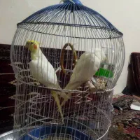 یک جفت عروس هلندی|پرنده|بومهن, |دیوار