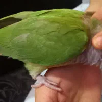 گرینچیک دستی|پرنده|مشهد, هنرستان|دیوار