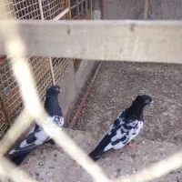یه جفت سینه مشکی نروماده غاز بالا بدون دور نوک|پرنده|مبارکه, |دیوار
