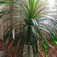 گل پاندانوس