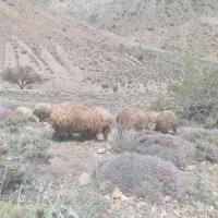 گوسفندوبزداشتی