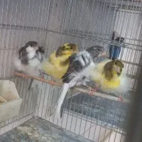 فروش قناری|پرنده|الوند, |دیوار