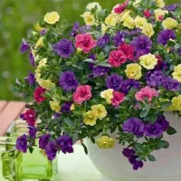 ۰۹۱۹۰۰۷۷۱۹۹