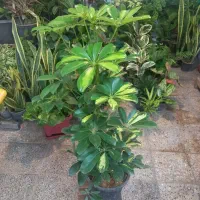 حراج گلهای باکیفیت اپارتمانی|گل و گیاه طبیعی|شهرکرد, |دیوار