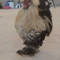 مرغ و خروس سلطان