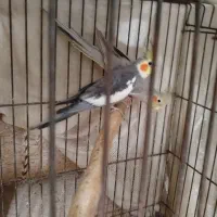 طوطی عروس با تخم