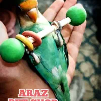 دنیای پرندگان آراز|پرنده|مشگین شهر, |دیوار