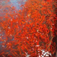 پخش عمده ماهی قرمز شب عید بدون واسطه