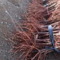 فروش صنوبر یارانه ای 20تومن سه متری در نهالستان|خدمات باغبانی و درختکاری|شهر بابک, |دیوار