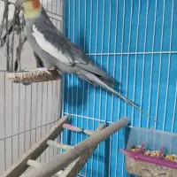 یک جفت عروس هلندی