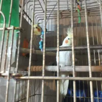 دو جفت عروس هلندی سخنگو مولد ایزابلا