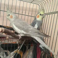 عروس هلندی یه جفت نر و ماده