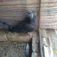 کفتر آلمانی|پرنده|آیسک, |دیوار