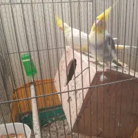 دوعددطوطیعروس|پرنده|رشت, شهرک صبا|دیوار