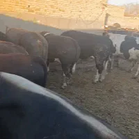 گوساله سیمینتال چاق درجه یک