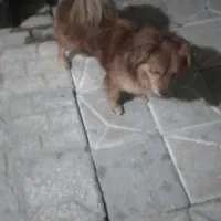 سگ پامر|سگ|مشهد, امیرآباد|دیوار