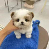 پامر ، شیتزو