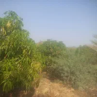 3هکتار باغ مرکبات رودان|فروش دفتر صنعتی، کشاورزی، تجاری|رودان, |دیوار