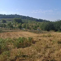 زمین فروشی در ساری،دودانگه،منطقه فریم|فروش زمین و ملک کلنگی|فریم, |دیوار