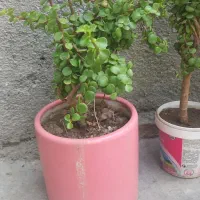 گل طبیعی بونسای (دکمه ای)