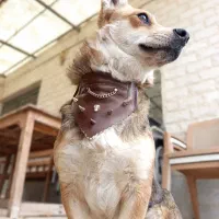 لباس سگ|لوازم جانبی حیوانات|تهران, پامنار|دیوار