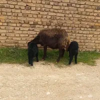 میش دوقلو سن بالا