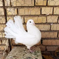 کبوتر پرشی و دم چتری|پرنده|خانمیرزا, |دیوار