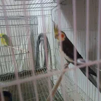 عروس هلندی مولد|پرنده|ساری, |دیوار