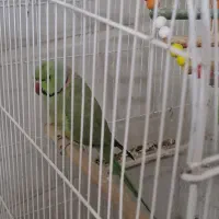 طوطی ملنگو|پرنده|خوسف, |دیوار