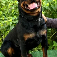 روتوایلر نر پسر شازده ایچ|سگ|قدس, شهر‌قدس|دیوار